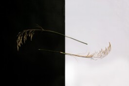 Laura Soler. Fotomorfosis. Proceso metodológico.